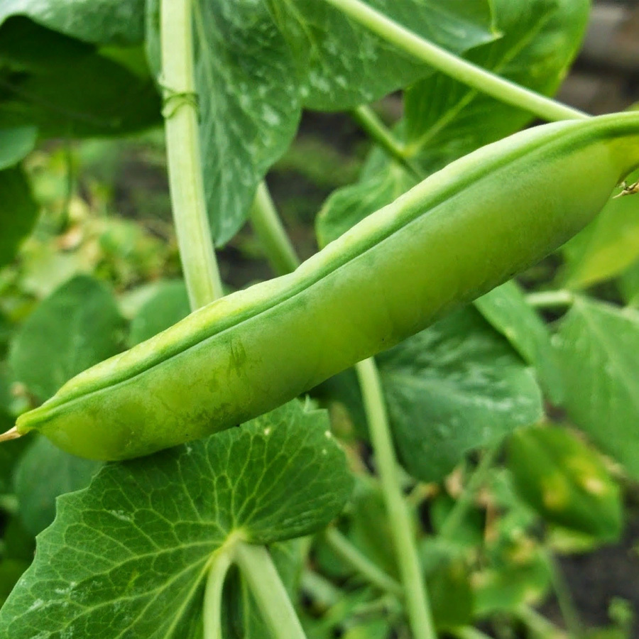 Хесбана. Фото из сети