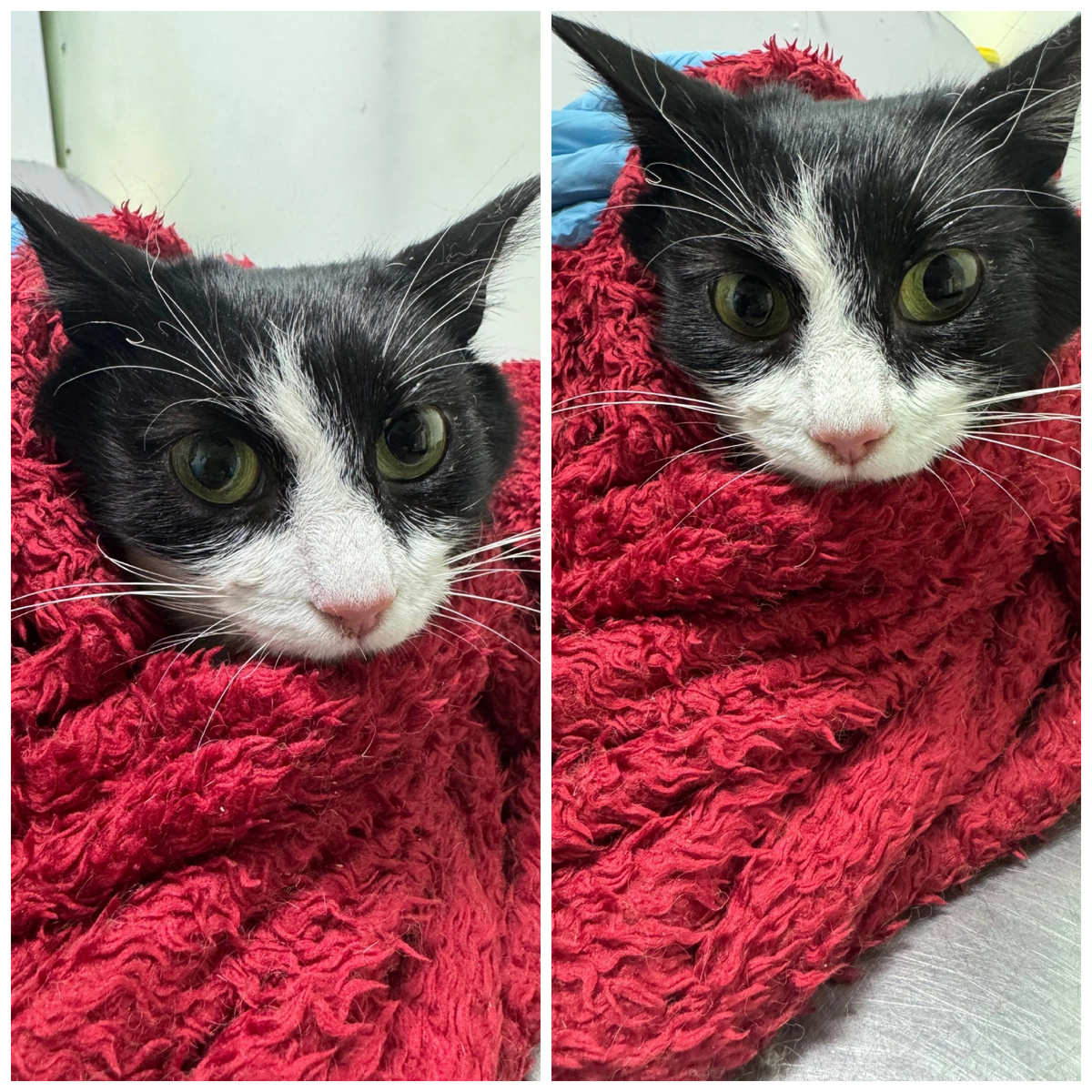 Фиеста уличная кошечка, мама Бирочки и Канапешечки.