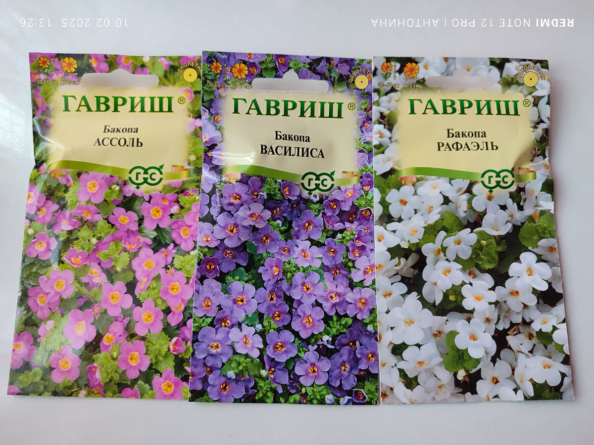 Семена бакопы.