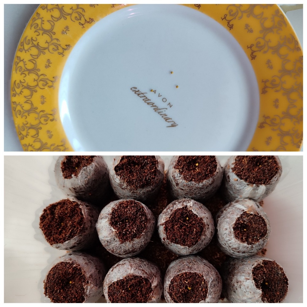 Посевы бакопы.