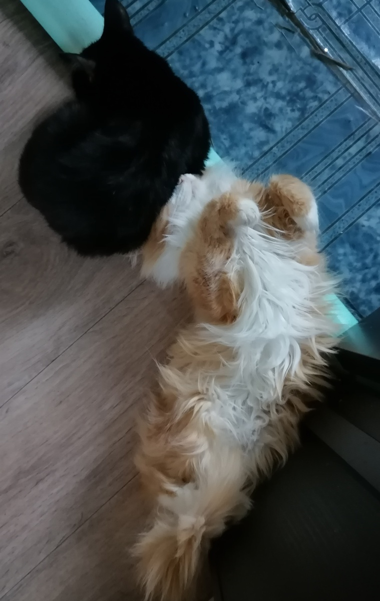 Вот они, мои красавцы. 