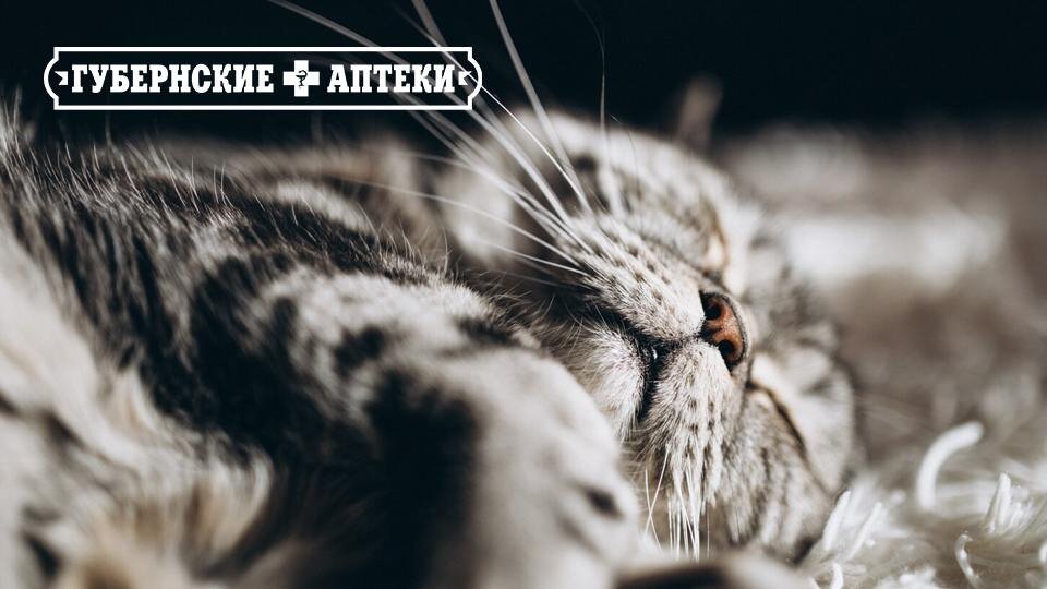 Блохи у домашней кошки: как заразился питомец и что с этим делать?