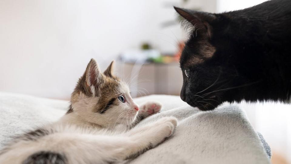 Контакт с другими животными или использование б/у лежанок - главные причины заражения.