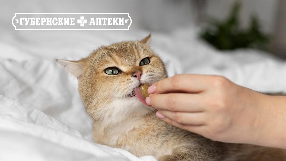 Нужна ли вашей кошке помощь во время линьки? Разбираемся!