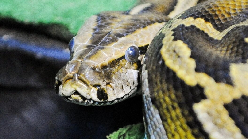    ФОТО: Vadim Akhmetov/Globallookpress