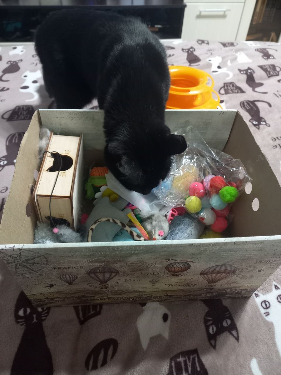 Степа пересчитывает свое богатство