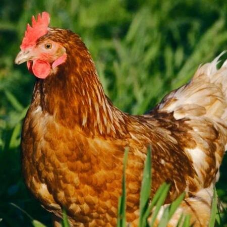 Ломан Браун