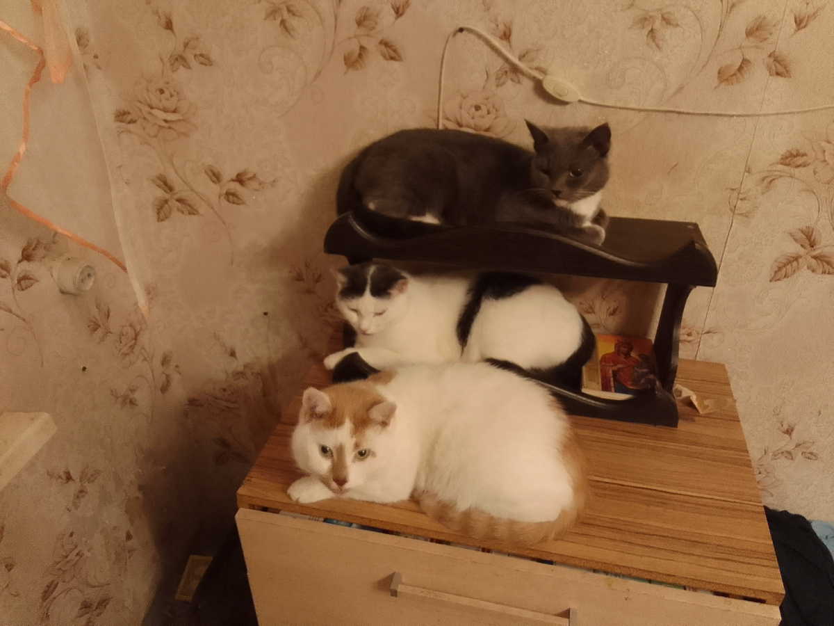 Юрка, Кныш, Мышуля