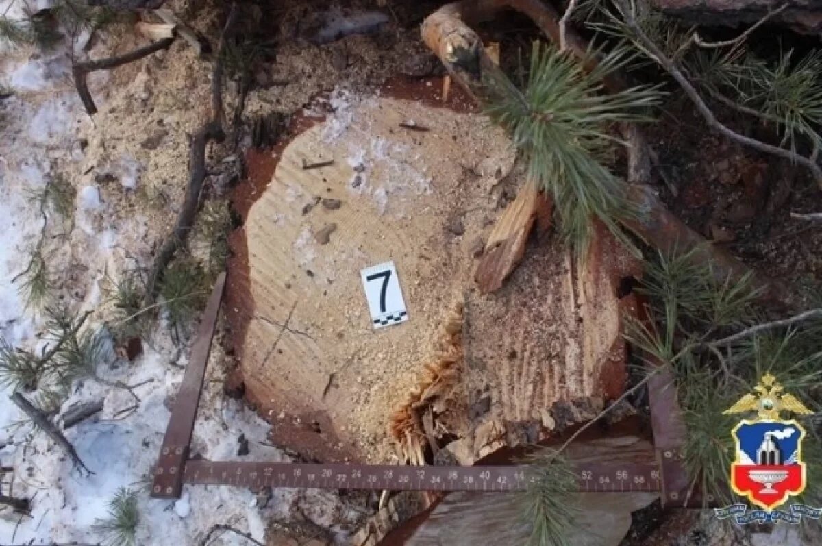    Ущерб в 3 млн рублей причинил «черный лесоруб», спилив алтайские сосны