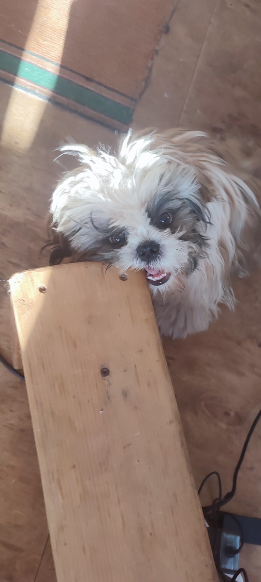 Ши-тцу. Амир доедает скамеечку