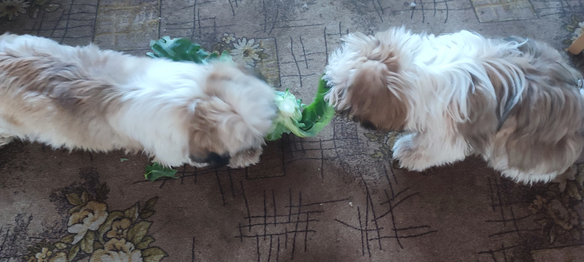 Ши-тцу. Едим цветную капусту. Еще летом.