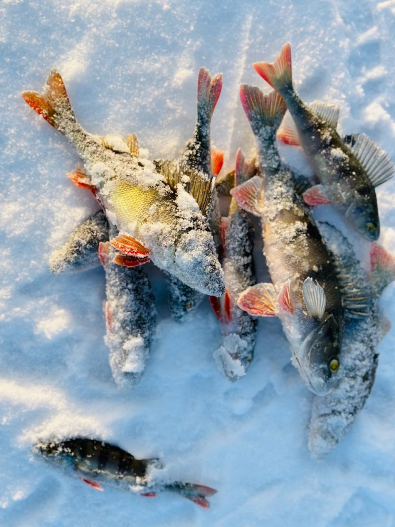    Глава Минприроды Карелии выходит на рыбалку всей семьейсоцсеть Янины Свидской