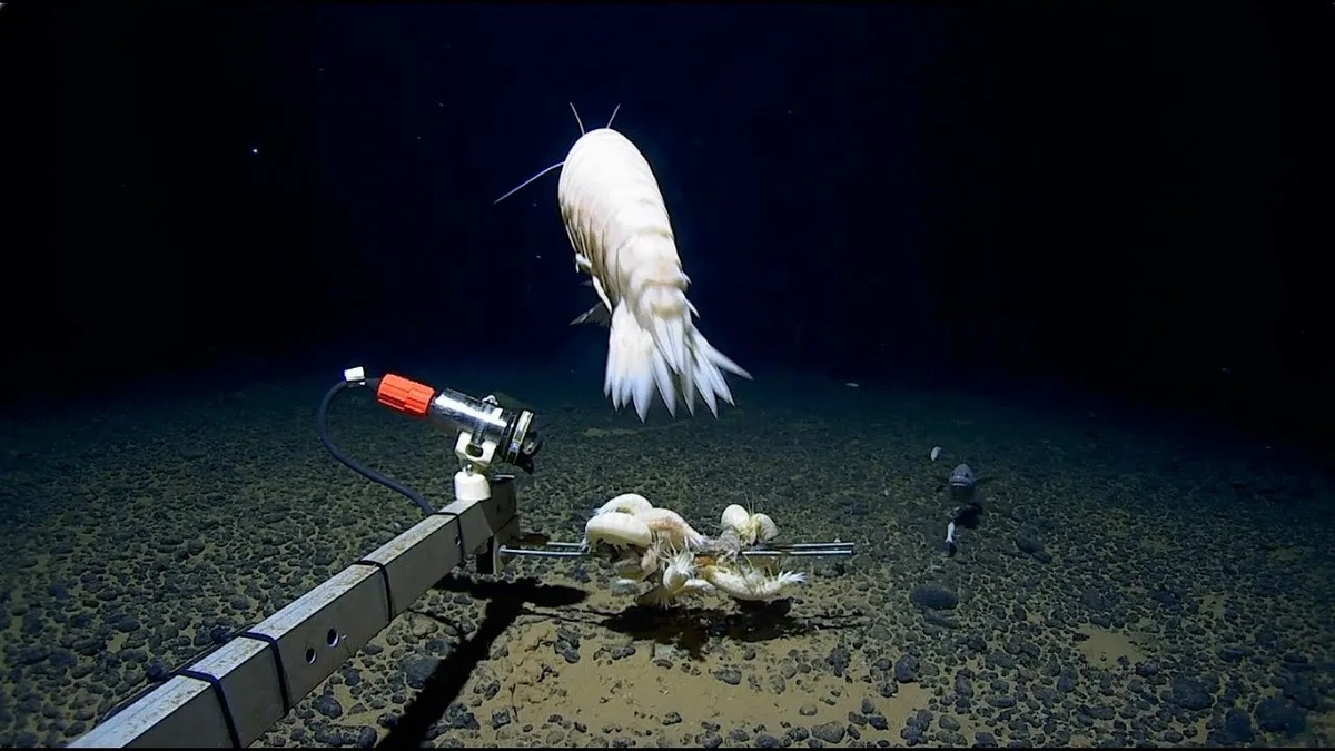 © discoverwildlife.com