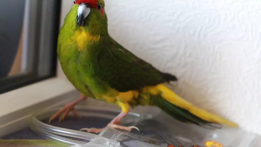     Источник: 1MI