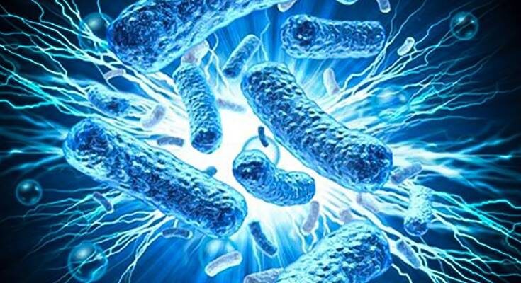 Археи и бактерии 