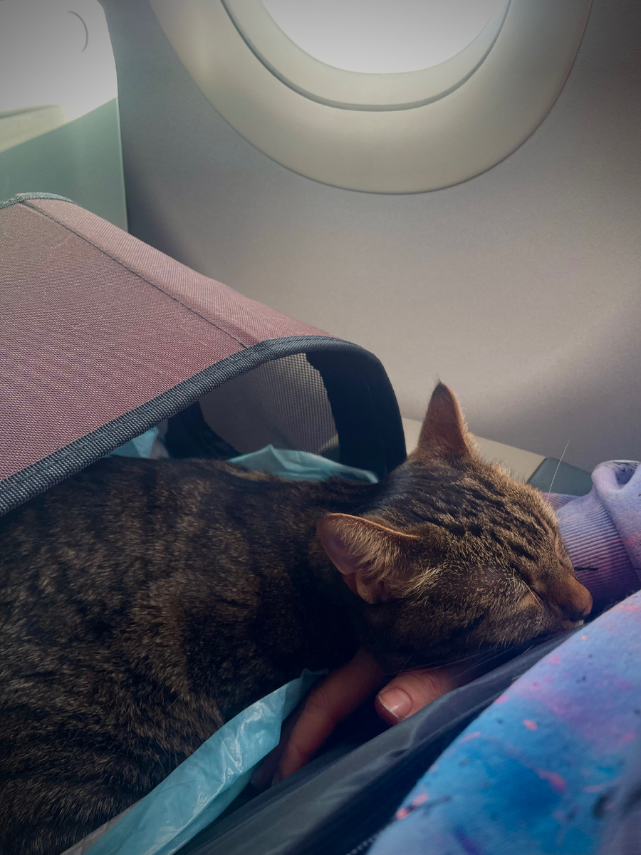 Некоторые авиакомпании запрещают доставать питомца из переноски на борту. Ну вот я и не доставала, фактически Шпрот все еще в переноске) спит на моей руке.