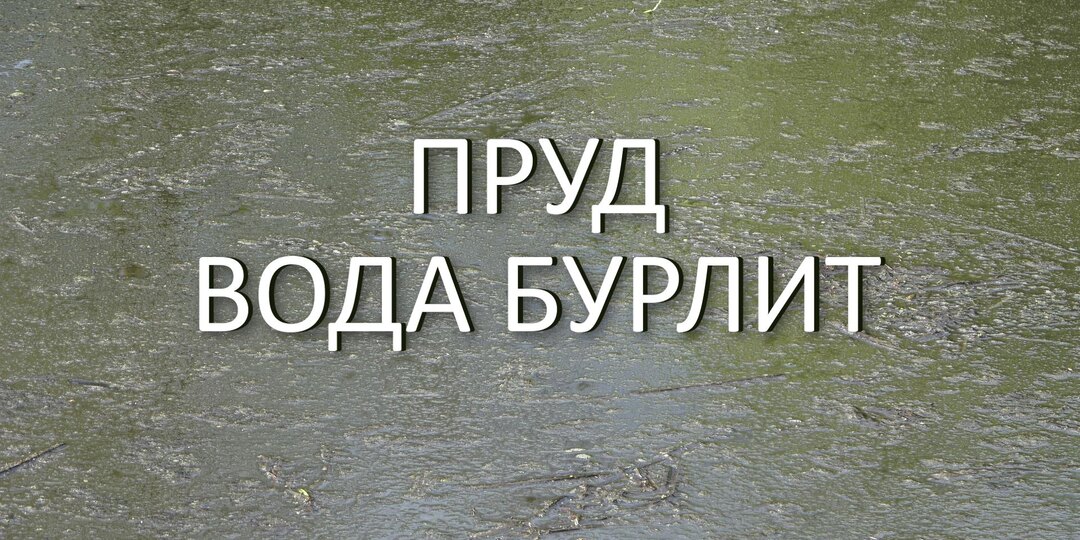 Вода в пруду стала болотом! Бурлит от хлореллы. Срочно известкую водоём