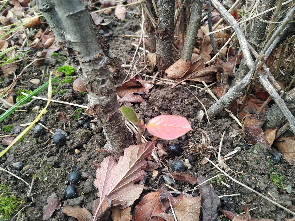 Осень наступила