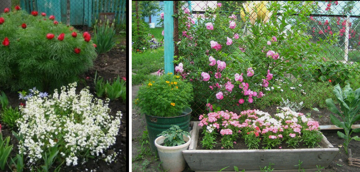 Старые фото из старого сада. О мульчировании я тогда не слышала.