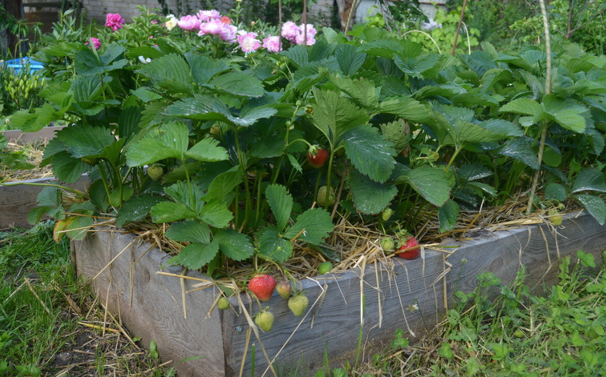 Сейчас я солому не покупаю. Но это было очень удобно