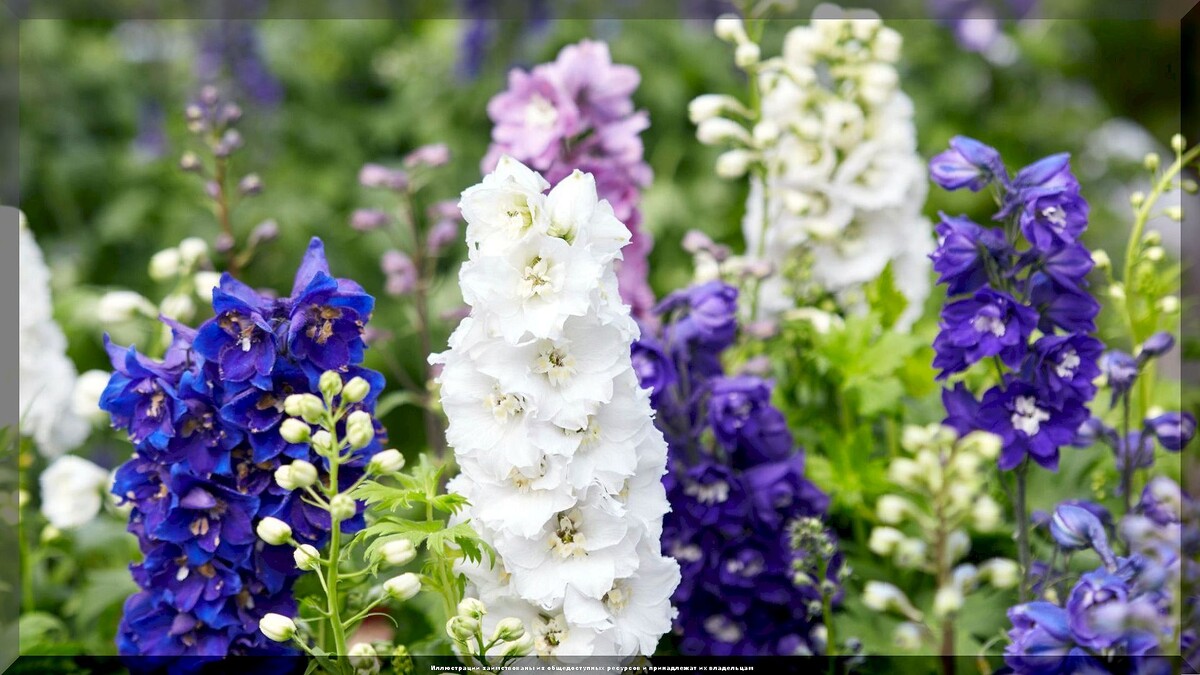 https://vk.com/photo-159774511_457269564. Дельфиниум элатум 