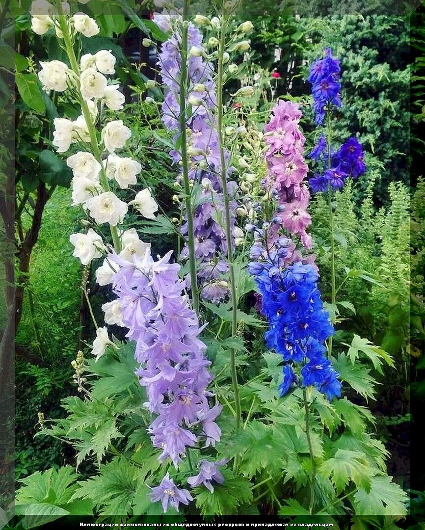 https://vk.com/photo-159774511_457269565. Дельфиниум белладонна смесь