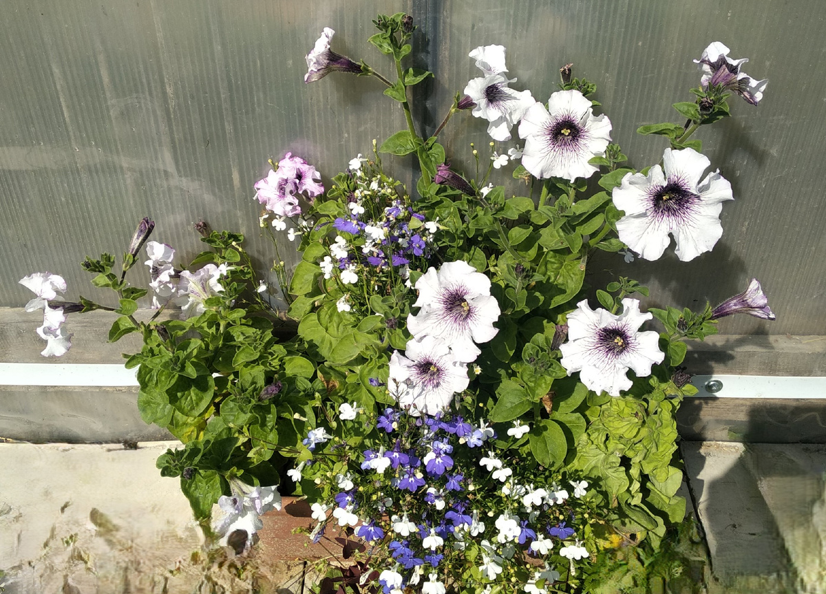 Лобелия с петунией