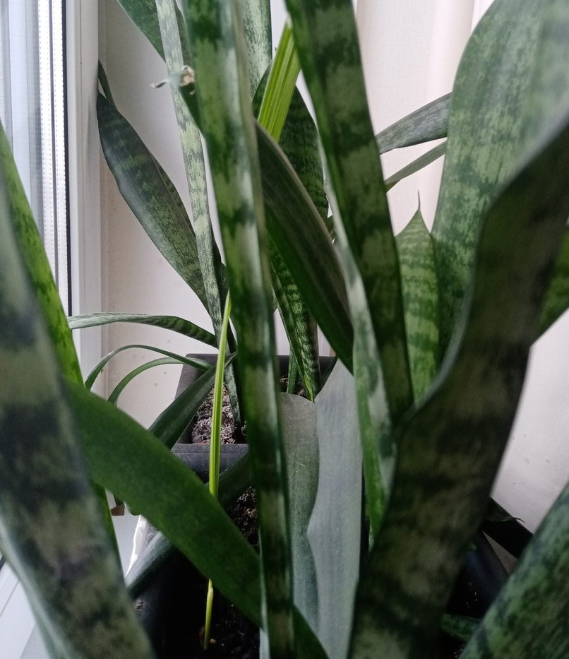 Игра найди пальму