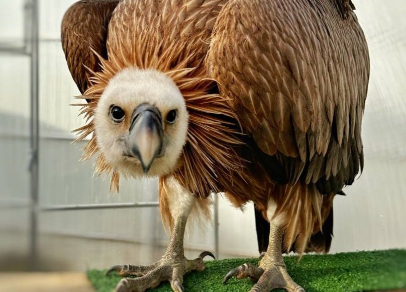    Фото: t.me/lions_moscow