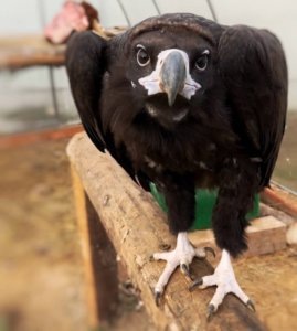    Фото: t.me/lions_moscow