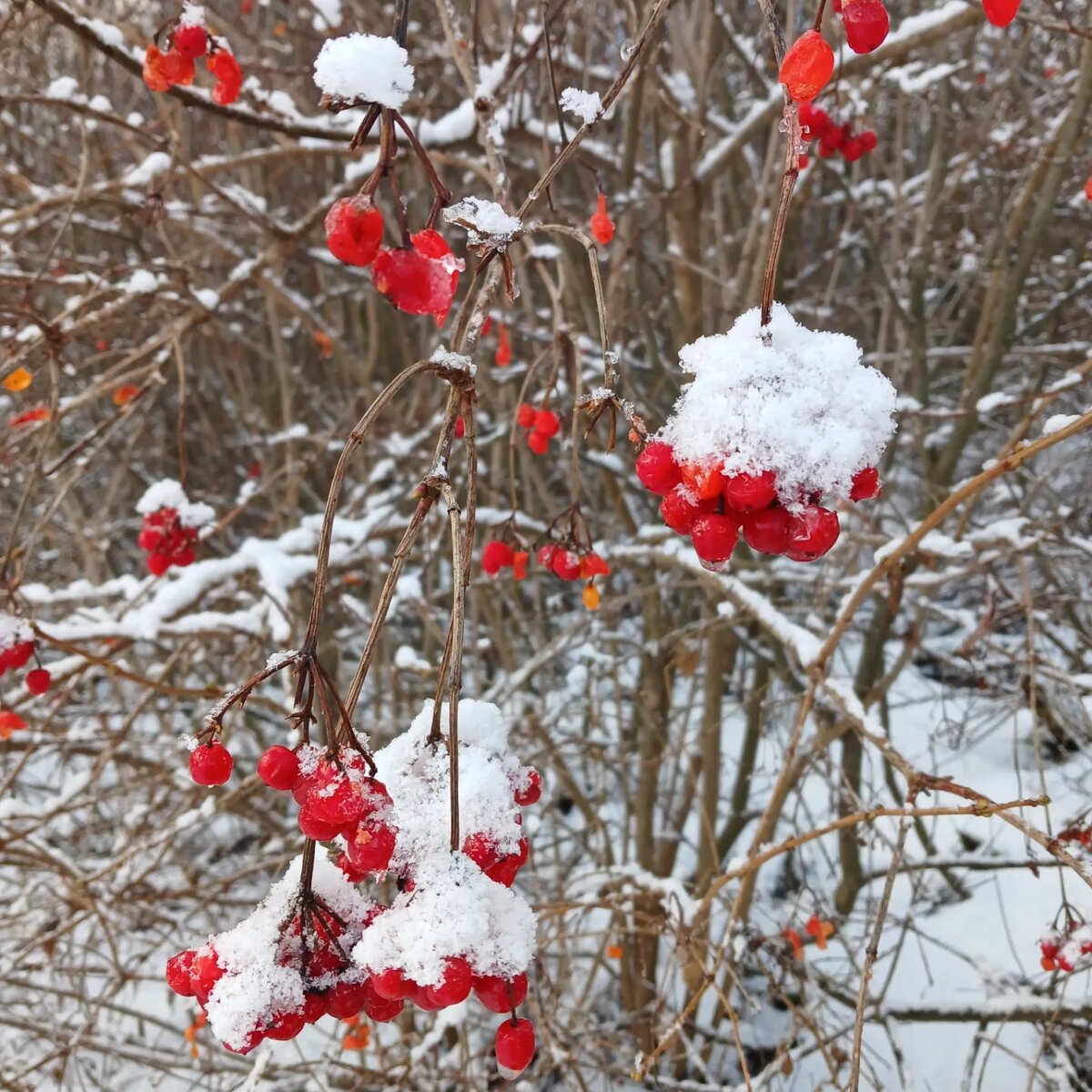 Плоды калины под снегом