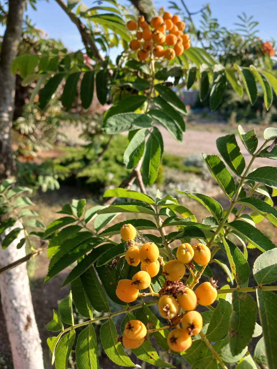 Рябина в процессе. Еще не поспела