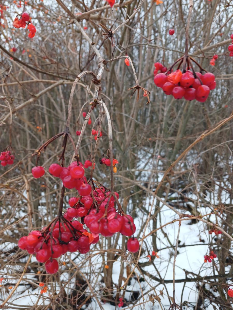 Калина зимой