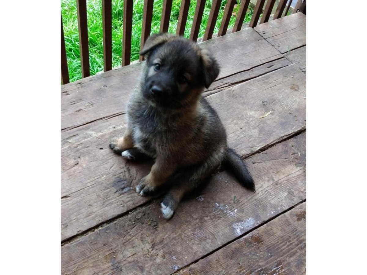 Источник https://smotryashka.ru/shenkov-metisa-nemetskoy-ovcharki