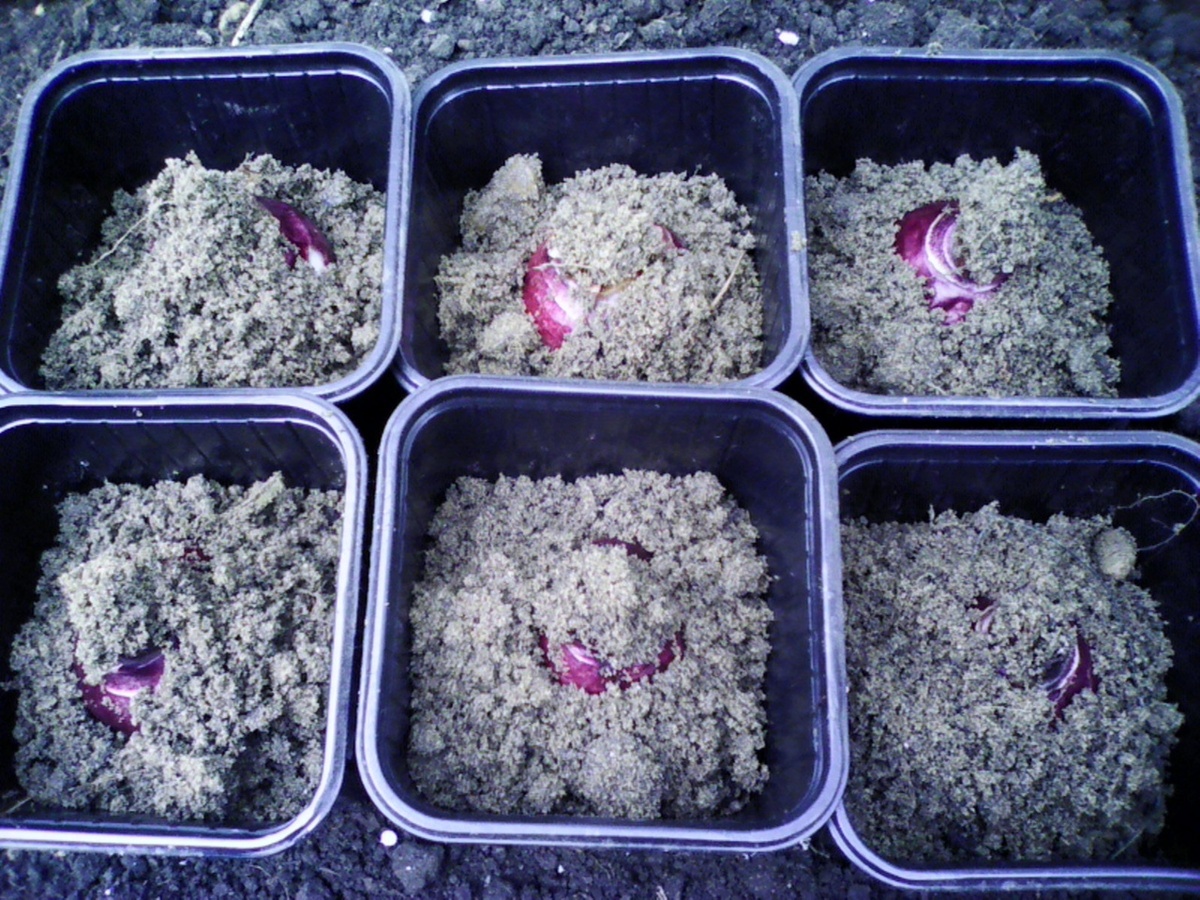 после посадки засыплю землей до верха горшка и на улицу. Не позже ноября