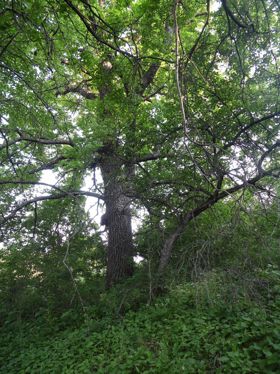 Дубы уже настолько старые и далеко не идеальные, но мощь их чувствуется и по сей день.