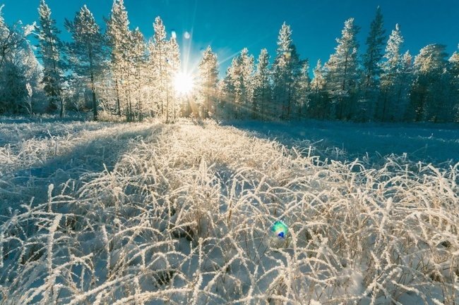    мороз зима лес снег