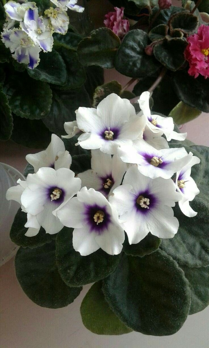 Фото из ru.Pinterest.com