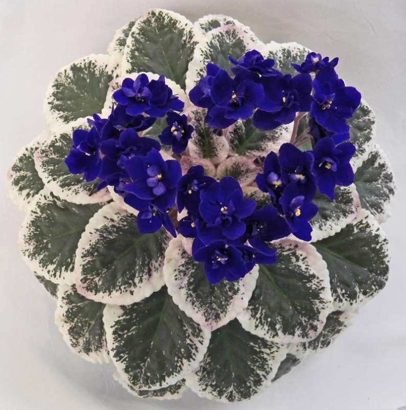 Фото из ru.pinterest.com