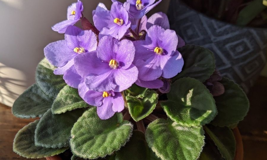 Фиалки. Как ухаживать.