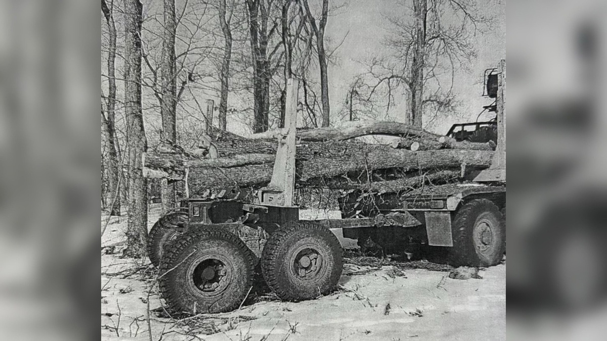    Москвич незаконно вырубил деревья в Курской области на 40 млн рублей