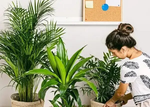   Уход за растениями зимой. AzaliaNow Мария Казённова