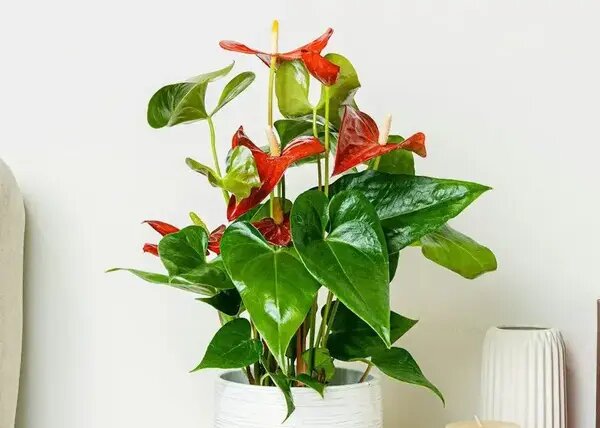   Антуриум от AzaliaNow Мария Казённова