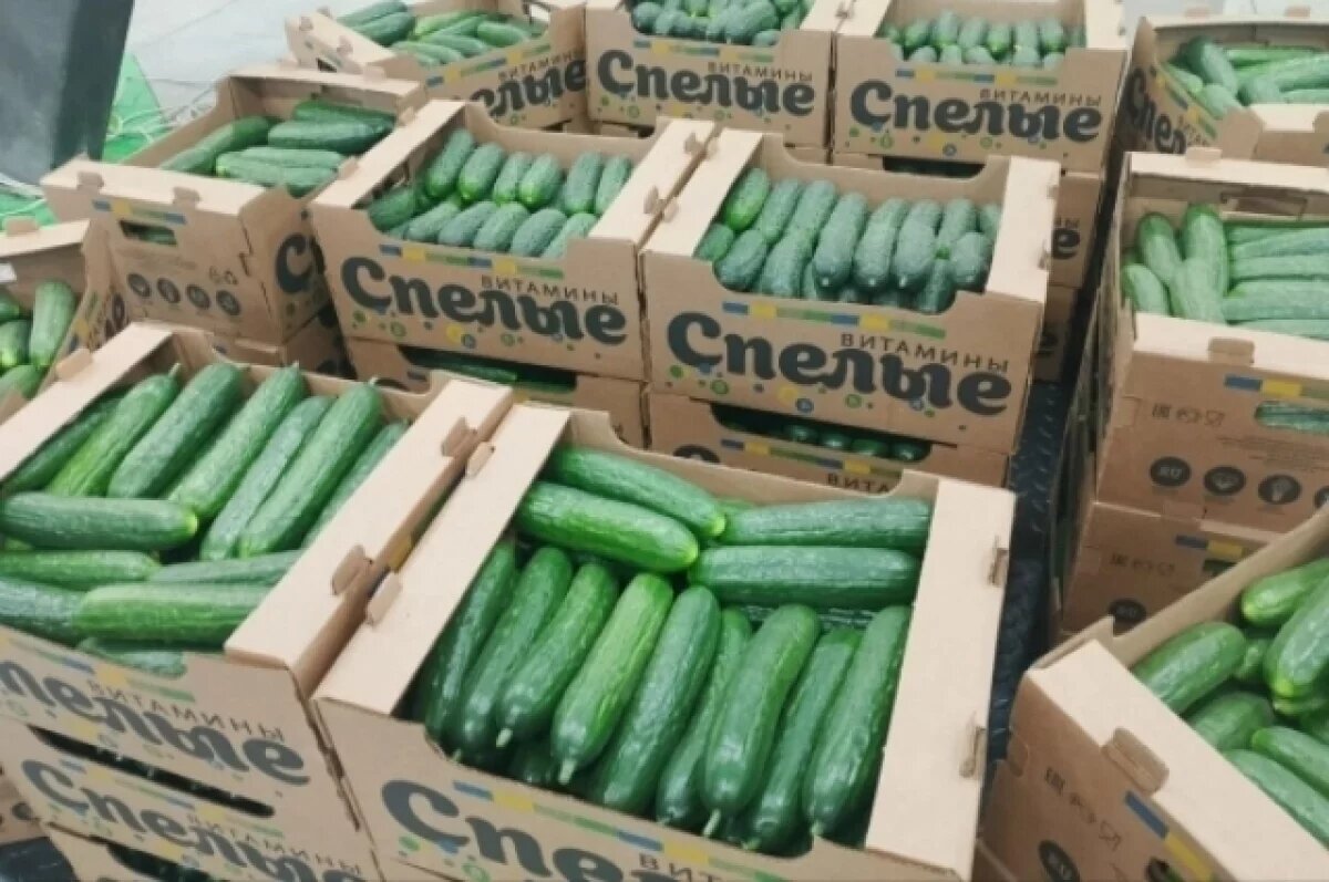    Тепличный комплекс «Камчатский» выйдет на мощность 2,8 тысяч тонн в год