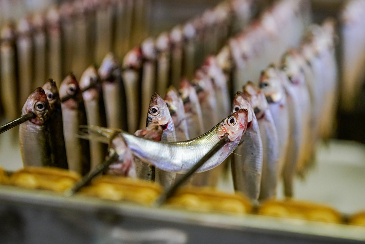 Готовая к копчению килька © Sputnik