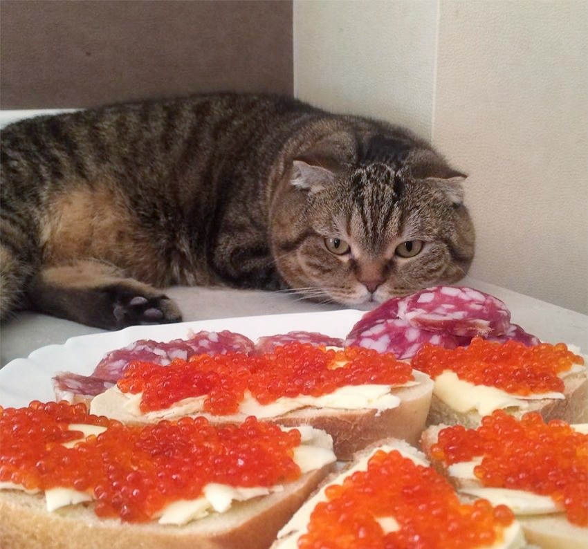 Яндекс картинки