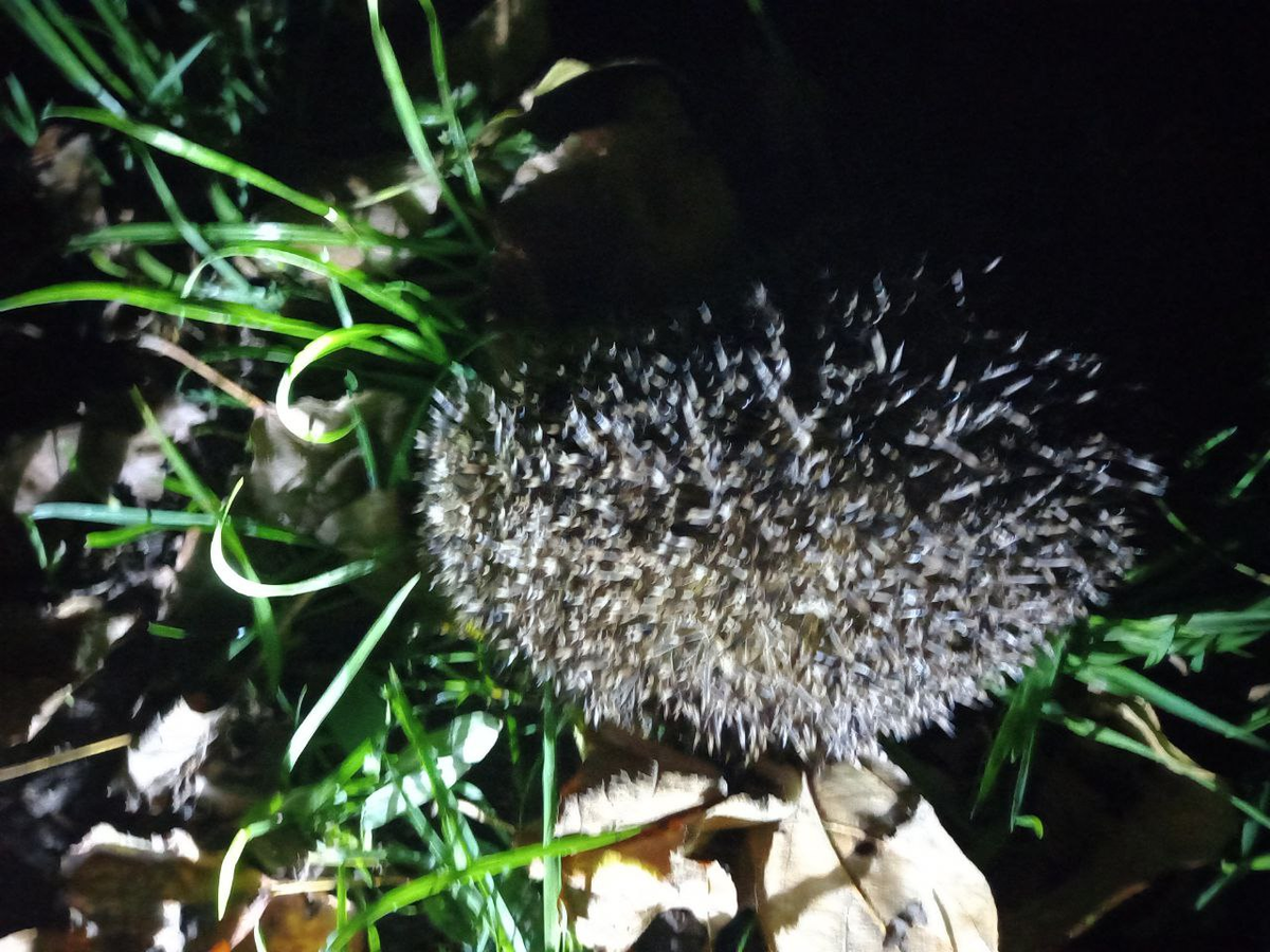 Фото автора. Сентябрь 2024. Поздний вечер. Под яблоней в саду ёж. 