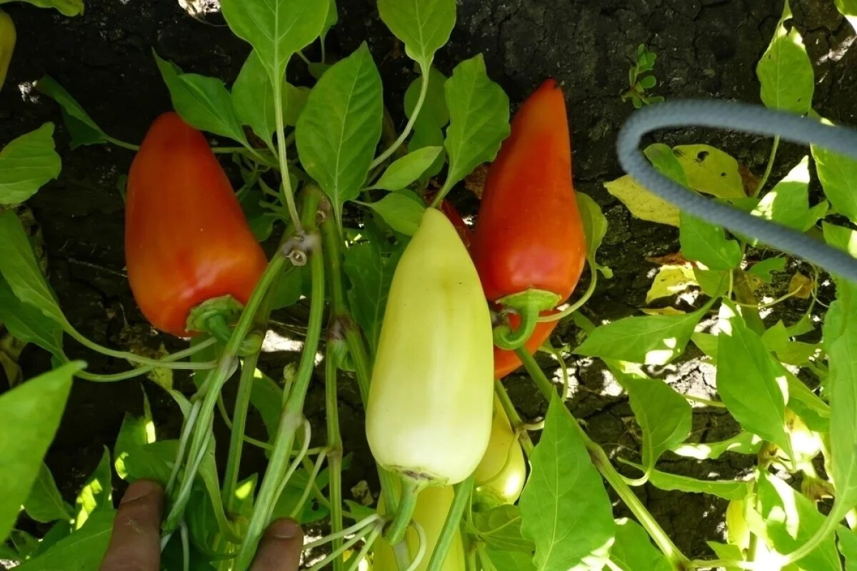    Перец «Подарок Молдовы».