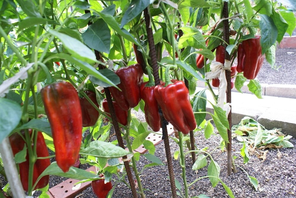    Перец «Богатырь». Фото:  АиФ/ Денис Терентьев