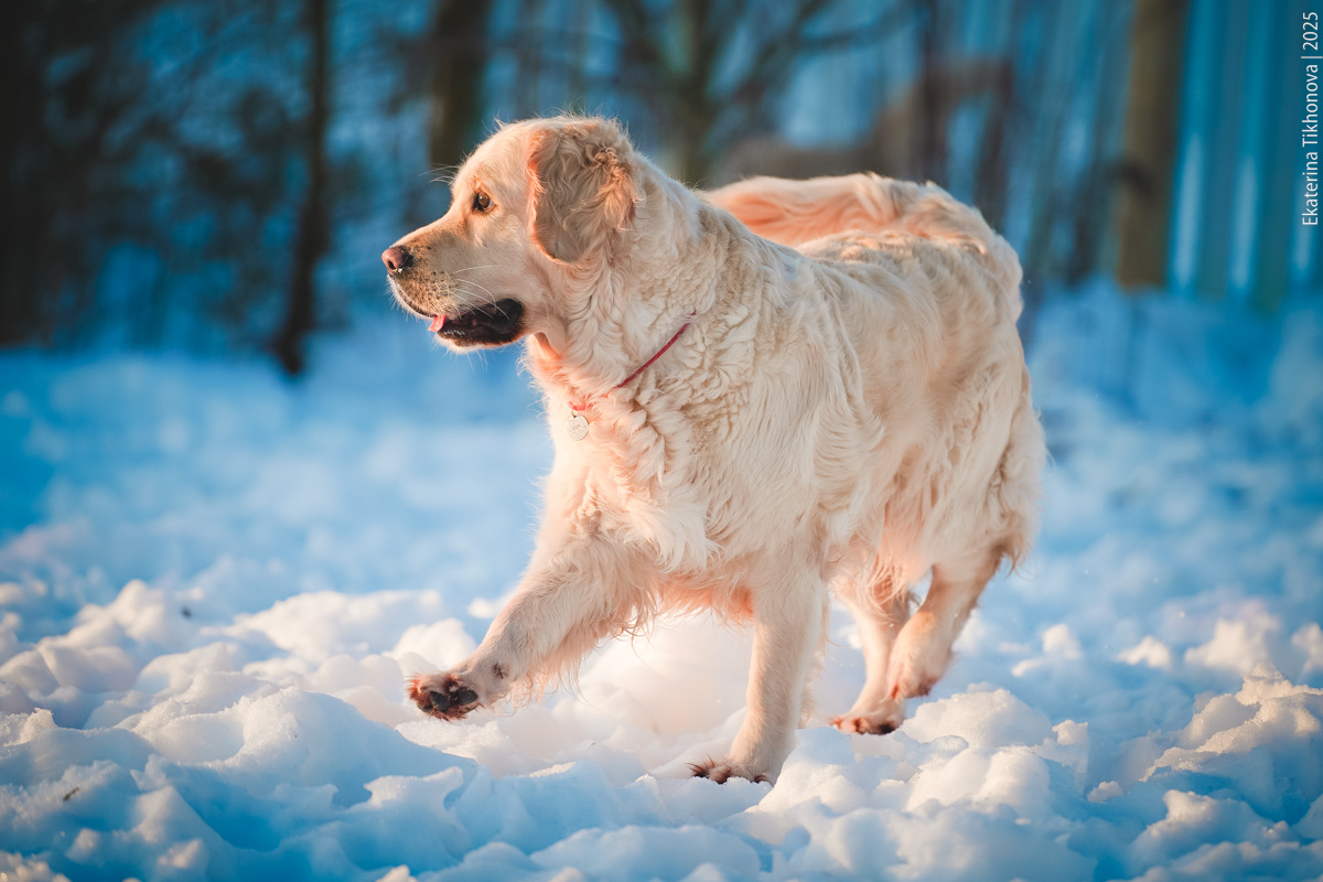 У наших золотистых ретриверов рыбный запах бывает, эта порода склонна к закупорке праанальных желез